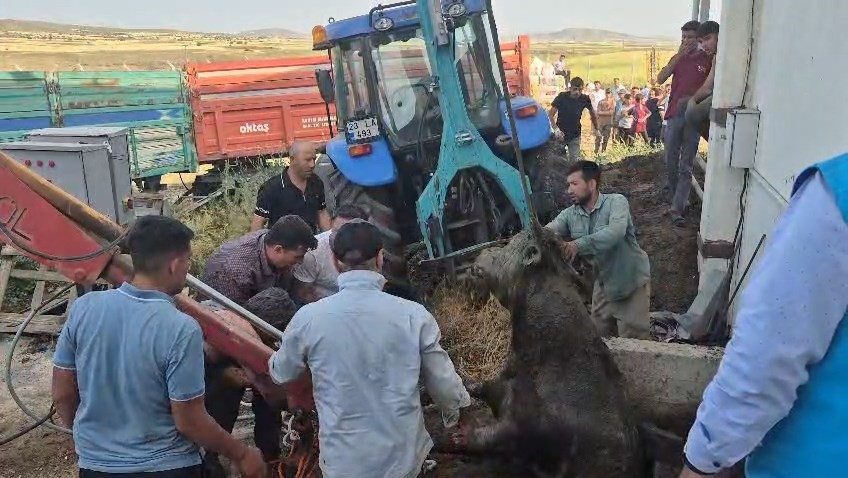 Elazığ’da bağını kopararak foseptik çukura düşen kurbanlık boğa, traktörün arkasında
