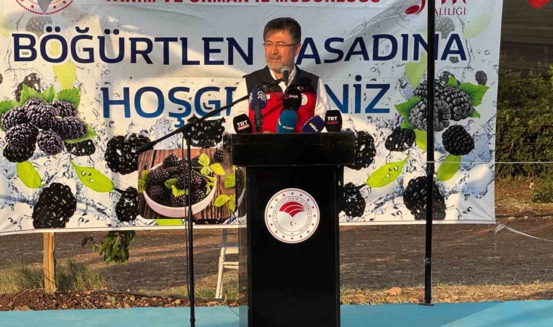 Bakan Yumaklı, Siirt’te böğürtlen hasadına katıldı Tarım ve Orman Bakanı İbrahim Yumaklı, Siirt’in Kurtalan ilçesine bağlı