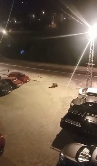 Borçka ilçe merkezine inen ayılar cadde ve sokaklarda dolaştı Artvin’in Borçka ilçesinde gece saatlerinde ilçe merkezine inen iki ayı,