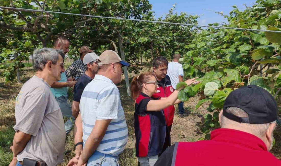 Çanakkale’de yüzlerce bitki türüne zarar veren “kahverengi kokarca” ile mücadelede