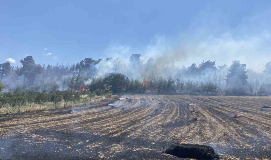 Çanakkale merkeze bağlı Erenköyde tarım arazisinde başlayan ve ormanlık alana