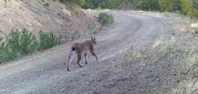 Çankırı’da yaban hayatı kamerada Çankırı’da doğaya yerleştirilen fotokapanlar ile nesli tükenme tehlikesi altındaki vaşak