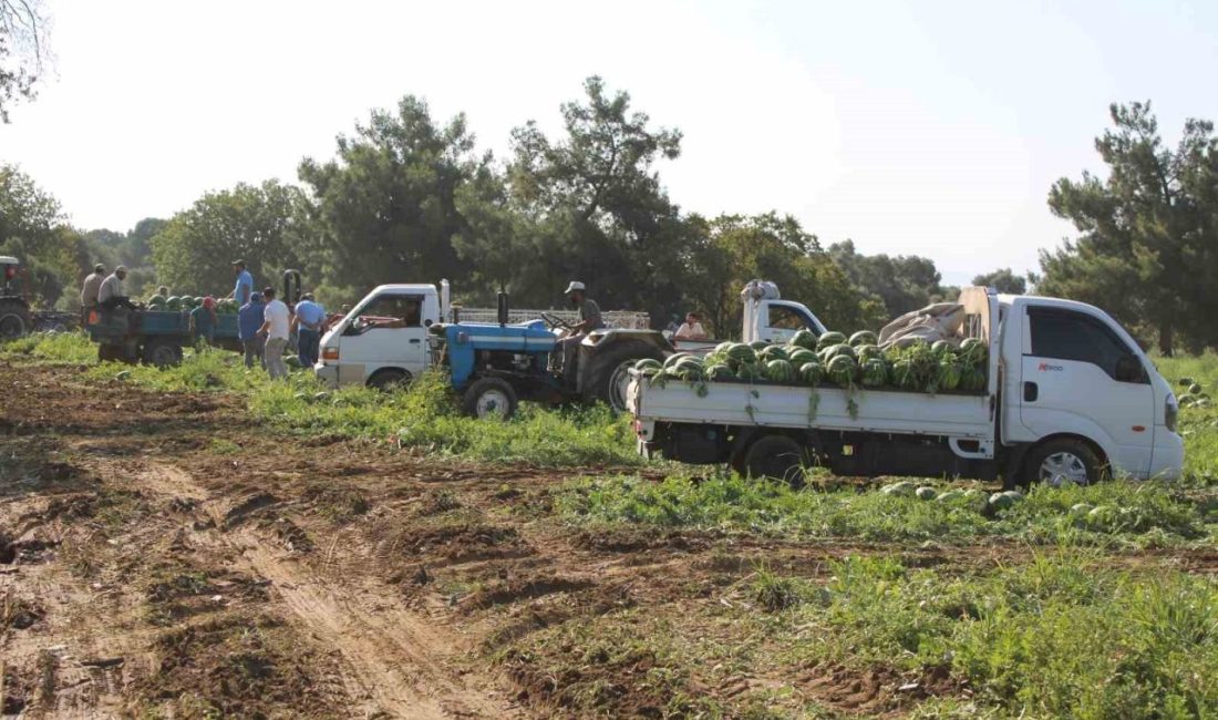 Çukurova’dan sonra en büyük karpuz bölgesi olan Aydın’da, sabahın erken