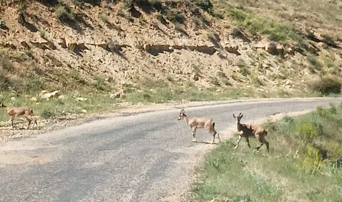 Dağ keçilerini görüntüledi, “Ne kadar güzelsiniz” diyerek paylaştı Malatya’nın Yazıhan ilçesinde bir vatandaş, nesli tehlike altındaki 3 dağ