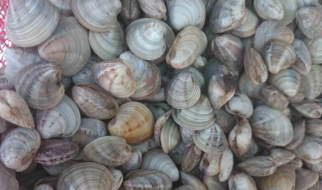 Deniz hıyarı ve beyaz kum midyesi üretimi arttı Geçen yıl diğer deniz ürünlerinden olan deniz patlıcanında üretim yüzde