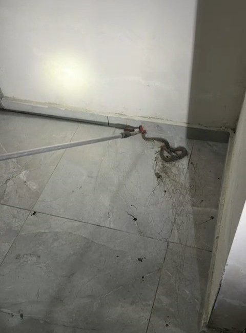 Elazığ’da apartmanda görülen yılan paniğe neden oldu Elazığ’da bir apartmana giren yılan, kat sakinlerine korku dolu anlar