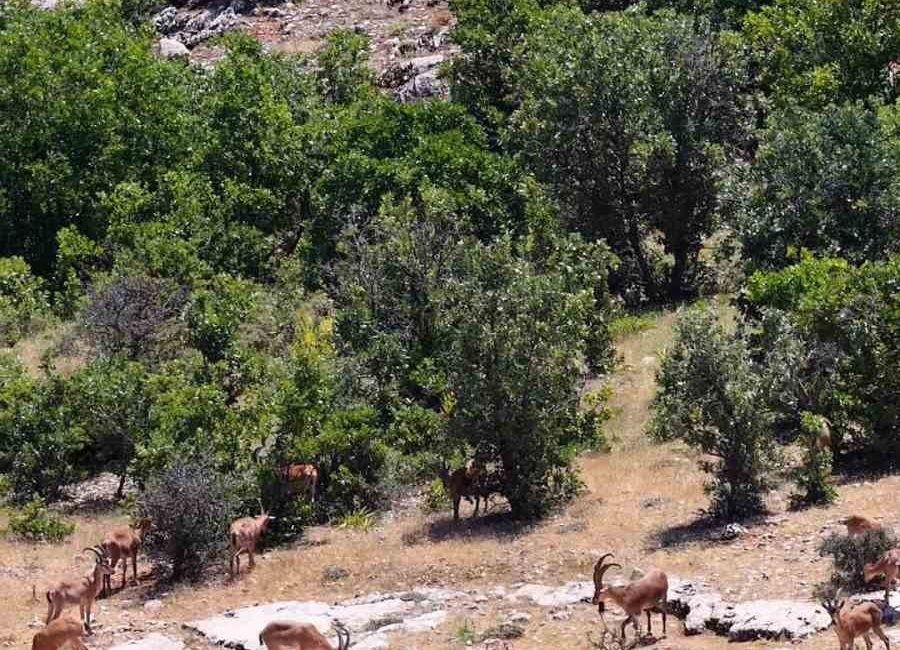 Elazığ’da dağ keçileri, görüntüleri ile hayran bıraktı Elazığ’da koruma altındaki dağ keçileri, kayalıklarda gezerken dron ile görüntülendi.