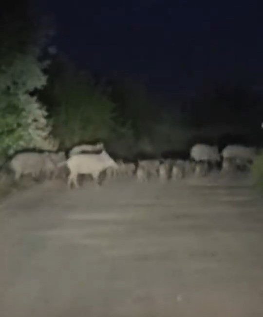 Elazığ’da domuz sürüsü yola indi Elazığ’da domuz sürüsü yola inince bir sürücü ilerlemekte zorluk çekti.