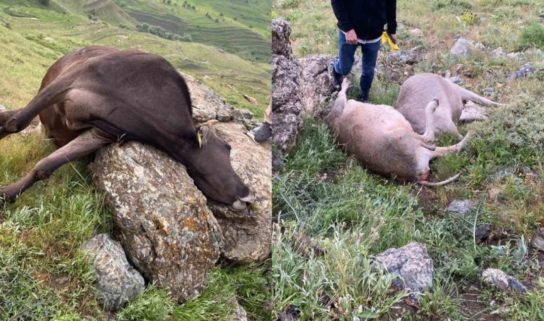 Hakkari’de yıldırım düşmesi sonucu 3 inek telef oldu Hakkari’nin Otluca köyünde etkili olan sağanak yağışın ardından yıldırım düşmesi