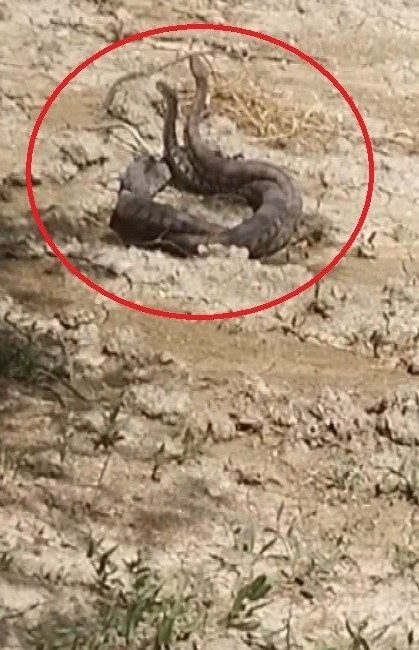 Hatay’da yılanların çiftleşme dansı kamerada Hatay’ın Altınözü ilçesinde boş arazide 2 yılanın çiftleşme dansı vatandaş