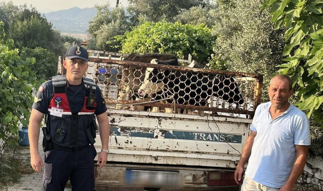 Aydın’ın Nazilli ilçesinde çaldıkları iki adet büyükbaş hayvanı Bozdoğan’da satan