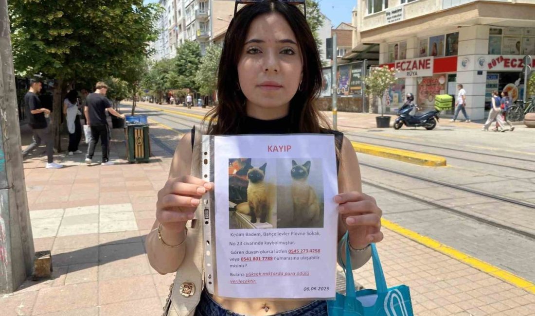 Eskişehir’de arefe gününde siyam cinsi kedisi kaybolan Burcu Dincay, herkes