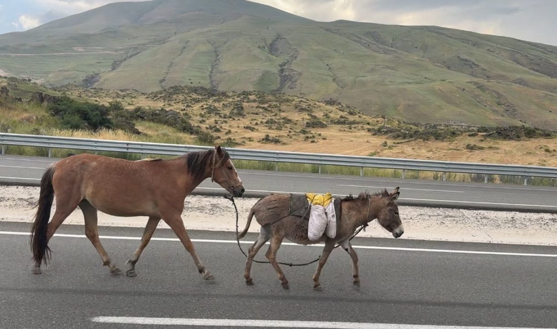 Iğdır’da sürüden ayrılan at ve eşek trafiği tehlikeye düşürdü Iğdır-Doğubayazıt kara yolunun Gevro mevkiinde sürüden ayrıldığı tahmin edilen bir