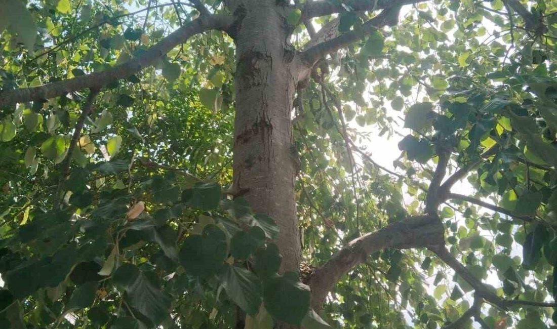 Zonguldak’ın Alaplı ilçesinde ıhlamur toplamak için çıktığı ağaçtan 6 metre
