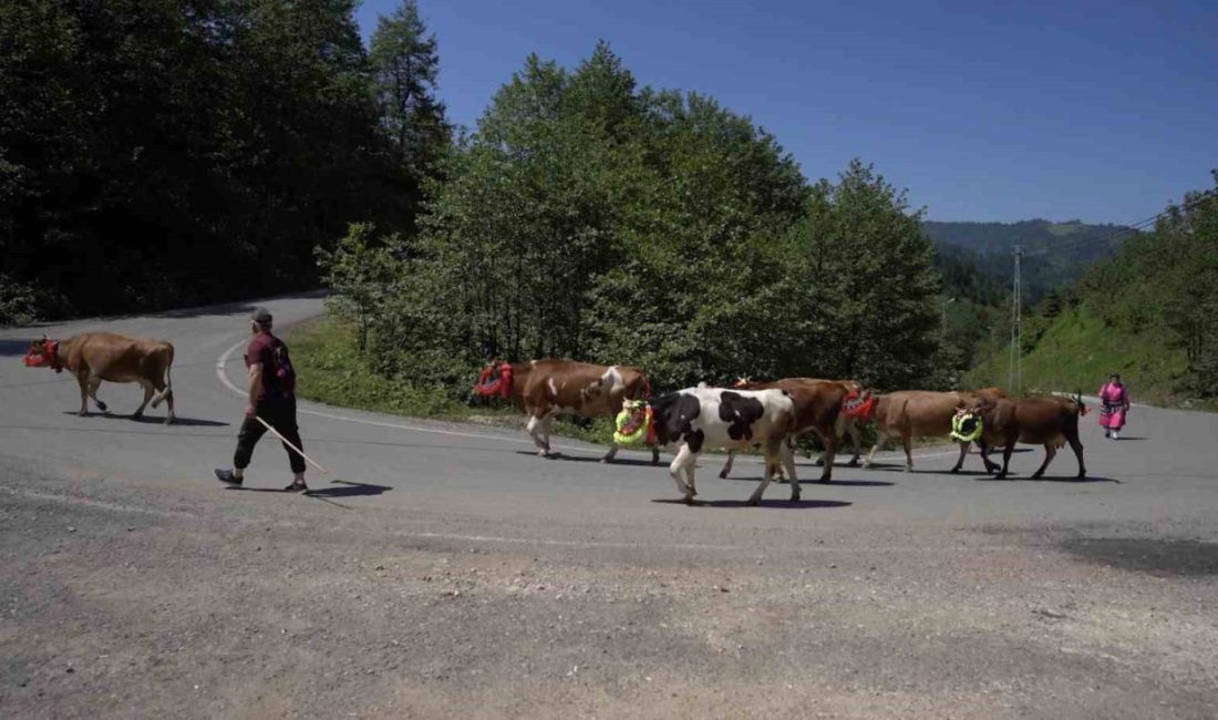 Karadeniz’den renkli yayla göçleri Karadeniz’in köklü geleneklerinden biri olan yayla göçü, Trabzon’un Şalpazarı ilçesindeki