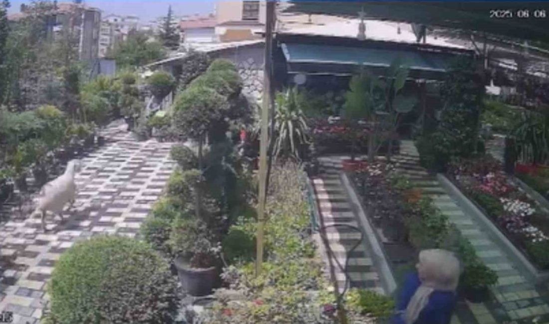 Karaman’da firar eden kurbanlık koyun girdiği fidanlıkta yakalandı Karaman’da firar eden kurbanlık koyun, girdiği fidan satışı yapılan iş