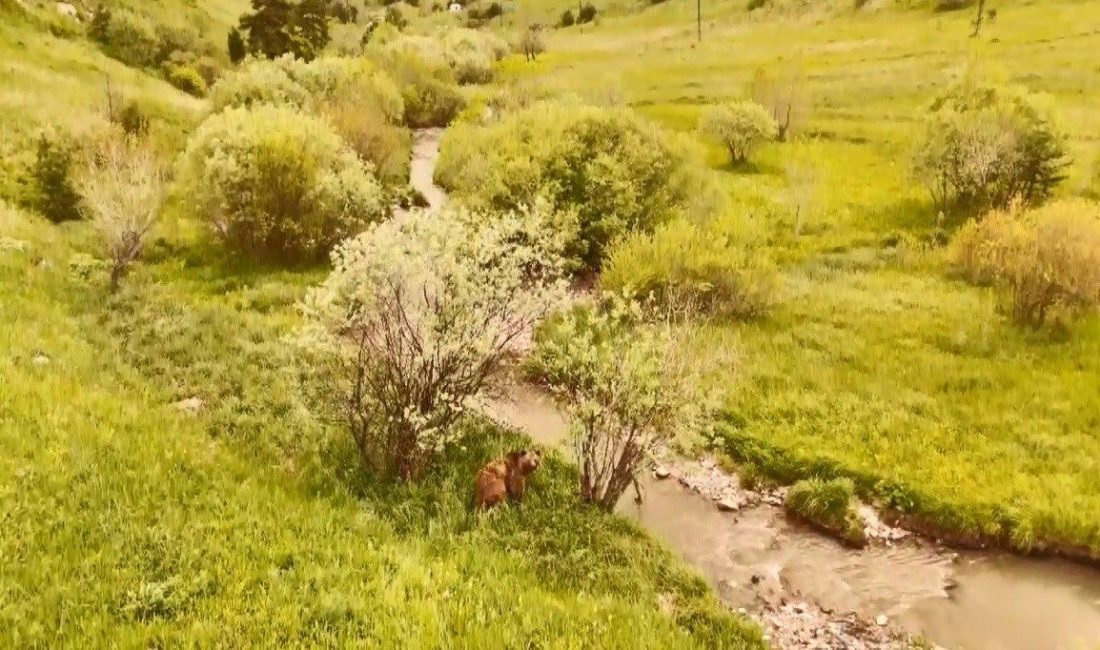 Kars’ta doğada dolaşan boz ayı havadan görüntülendi Kars’ta doğada gezen ayı dronla havadan görüntülendi. Kars’ın Sarıkamış ilçesinde