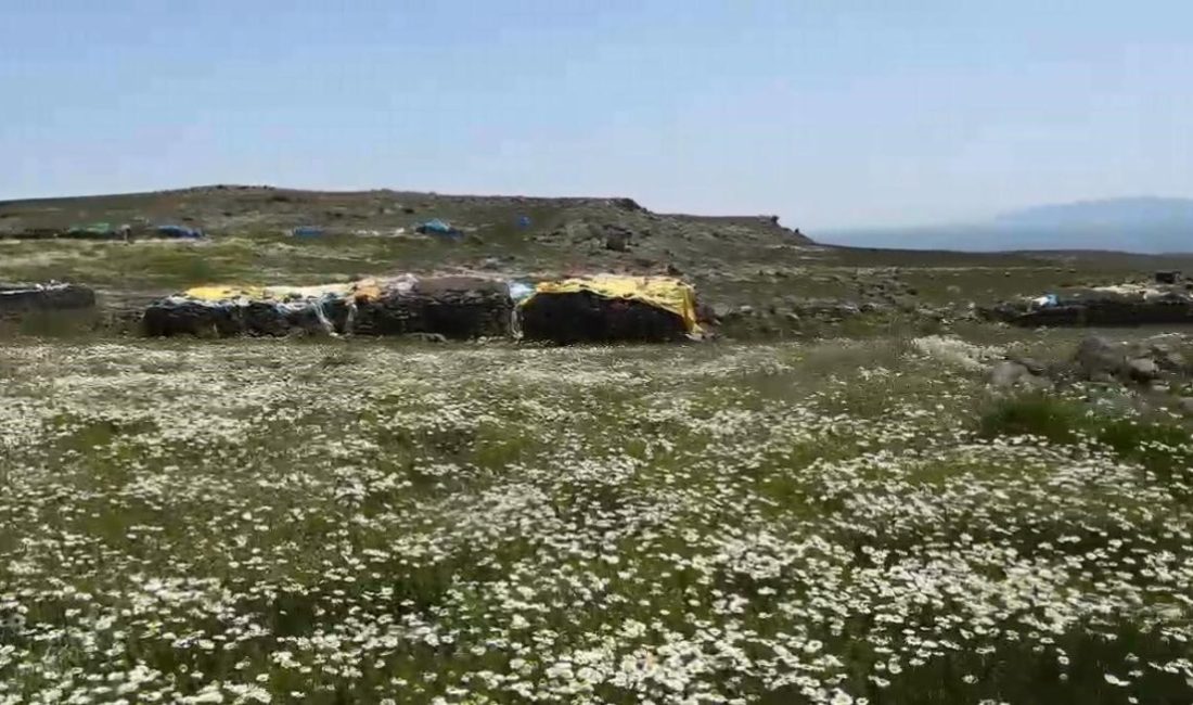 Kars’ta köylüler yaylaları imece usulü hazırlıyor Kars’ın Arpaçay ilçesindeki köylüler bir araya gelerek yaylaları imece usulü