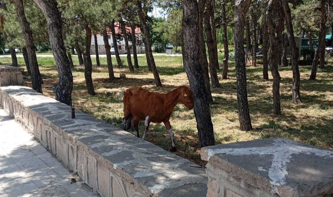 Konya’da firari keçiler ekipler tarafından bulundu Konya’nın Beyşehir ilçesinde, kurban bayramında kurban edilmek üzere satın alınan