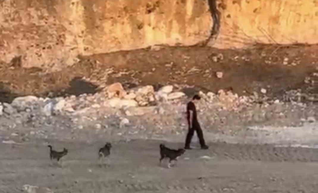 Köpeklerin saldırısına aldırış etmeden yoluna devam etti Mardin’in Artuklu ilçesinde bir kişinin kendisine saldırmaya çalışan köpeklere aldırış