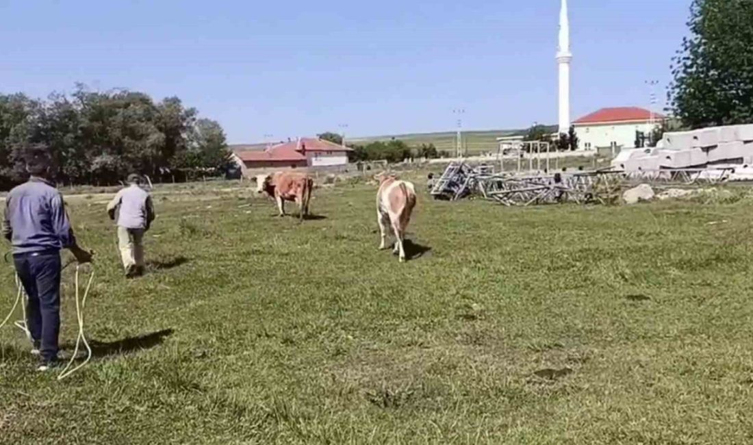 Yozgat’ın Saraykent ilçesinde kurbanlık hayvan, sahiplerinin elinden kaçarak mahallede kısa