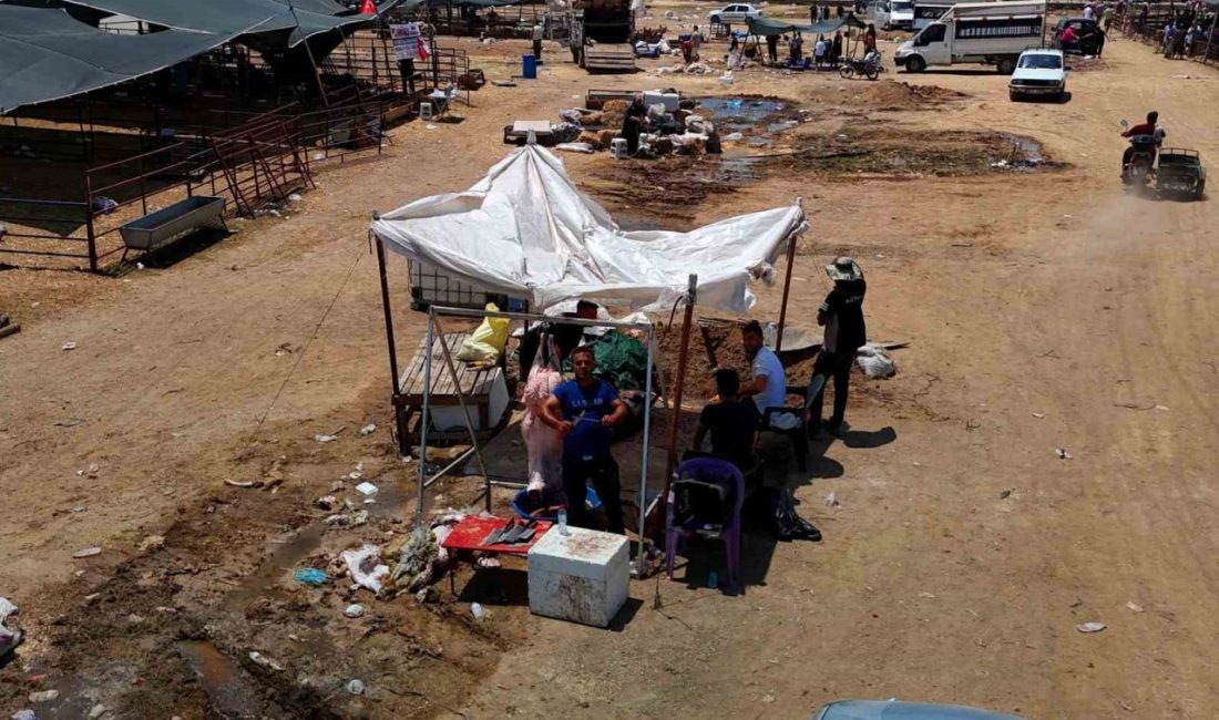 Kurbanlık fiyatları yüzde 40 düştü Adana’da Kurban Bayramı’nın 2’nci gününde koyun ve keçi fiyatları yüzde