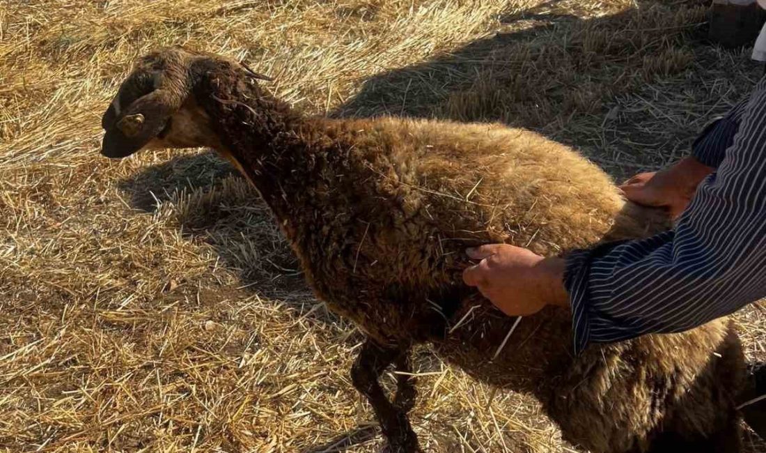 Kuyuya düşen koyunu itfaiye kurtardı Mardin’in Kızıltepe ilçesinde kuyuya düşen koyun, itfaiye ekiplerinin müdahalesiyle kurtarıldı.