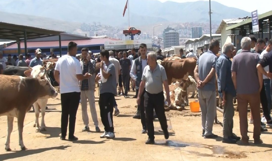 Malatya’da Kurban Bayramı’nın ilk gününde Canlı Hayvan Pazarı’nda yoğunluk yaşandı.