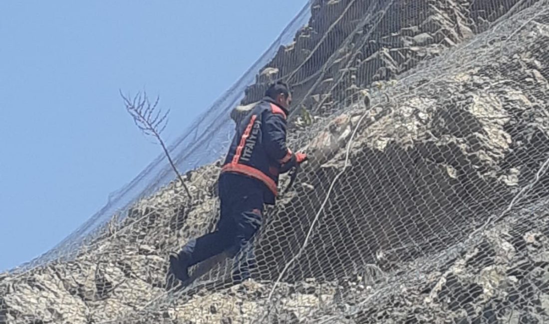 Malatya’da ağa takılan 2 yaban keçisi kurtarıldı Malatya’nın Pütürge ilçesinde heyelan riskine karşı yerleştirilen çelik ağlara takılan
