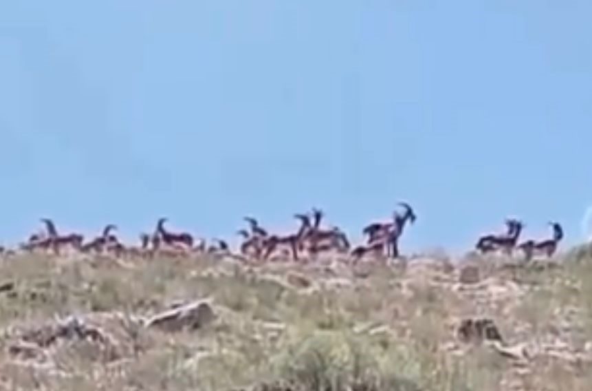 Malatya’da sürü halindeki yaban keçileri görüntülendi Malatya’nın Akçadağ ve Doğanşehir ilçelerindeki dağlık alanlarda, nesli tükenme tehlikesi