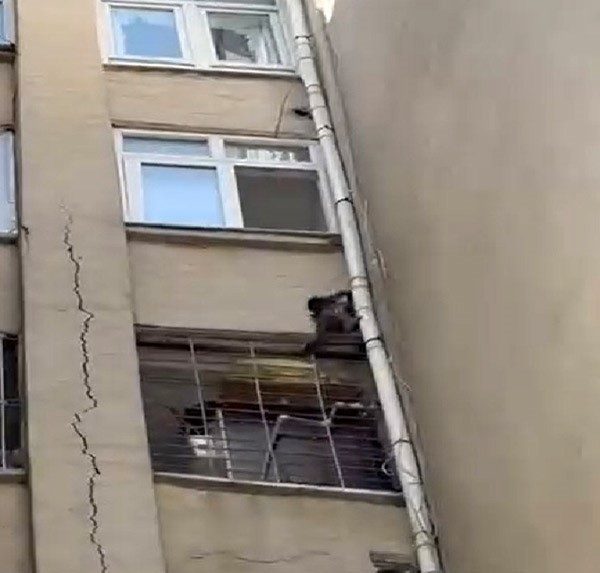Maymun firarda Mersin’in Tarsus ilçesinde bir evden kaçtığı sanılan maymun yakalanamıyor. Vatandaşlar