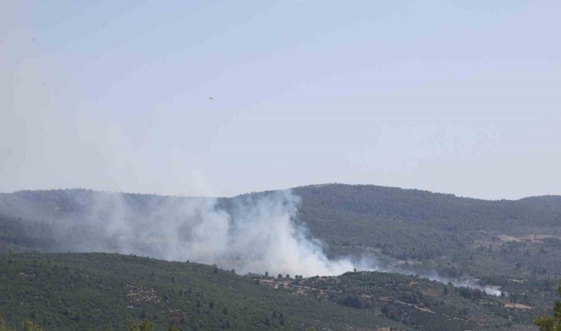 Muğla’nın Menteşesinde zeytinlik alanda çıkan yangın, ekiplerin havadan ve karadan