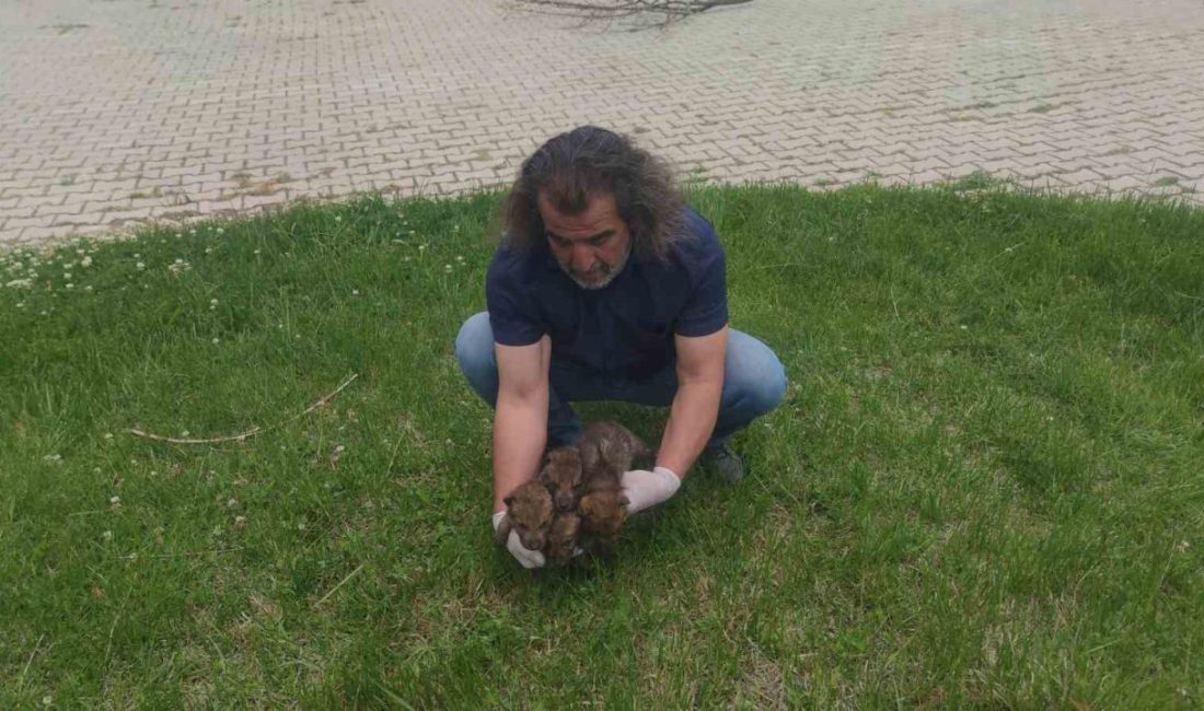Muş’un Karaağaçlı beldesinde hayvancılık yapan bir ailenin yaylada bitkin halde