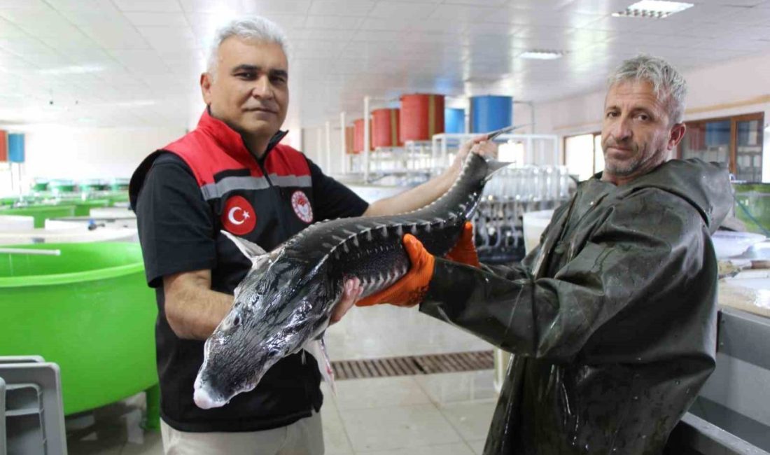 Türkiye’de sadece 150 tane kalan sivriburun türü Mersin balığının nesli