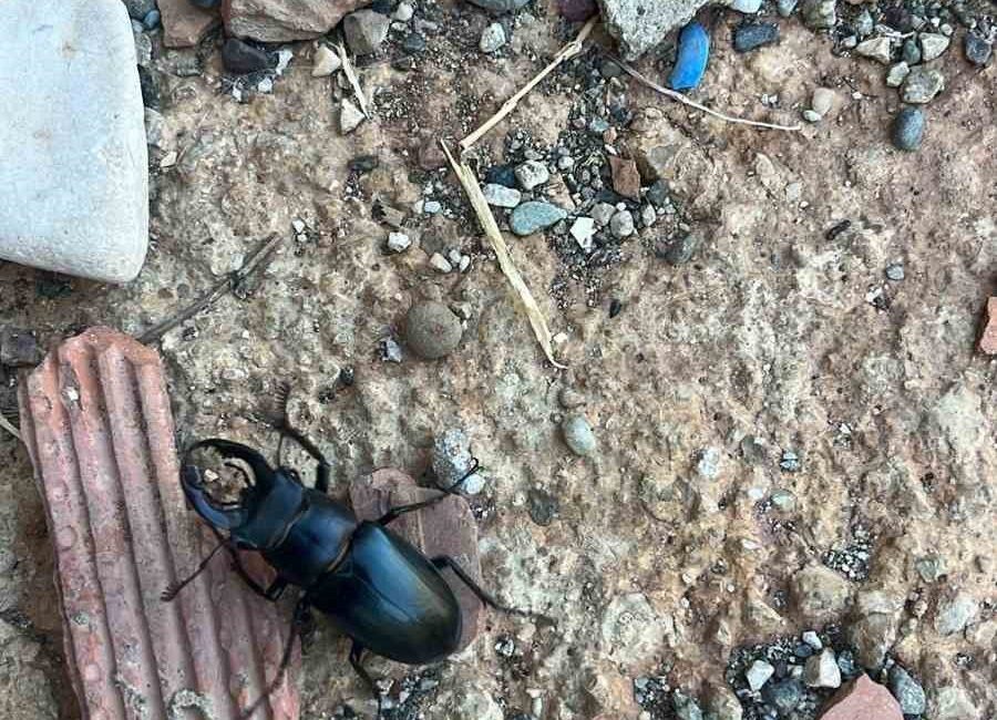 Nesli tükenme tehlikesi altında bulunan böcek türü Diyarbakır’da görüldü Diyarbakır’ın Çınar ilçesinde, nesli tükenme tehlikesi altında bulunan geyik böceği