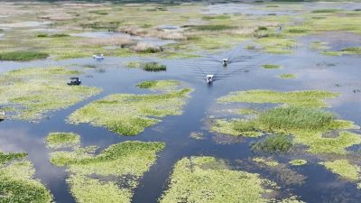 Denizli’nin Çivril ilçesindeki Işıklı Gölü, nilüfer çiçekleriyle bezeli su yüzeyi