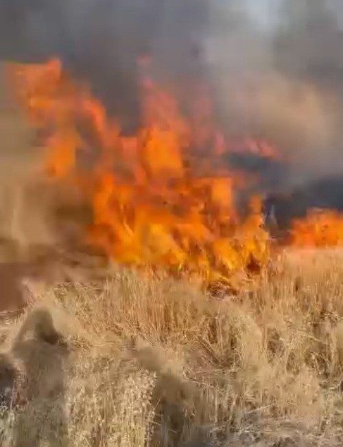 Şanlıurfa’da buğday tarlası küle döndü Şanlıurfa’nın Viranşehir ilçesinde çıkan yangında buğday tarlaları küle döndü. Korkutan