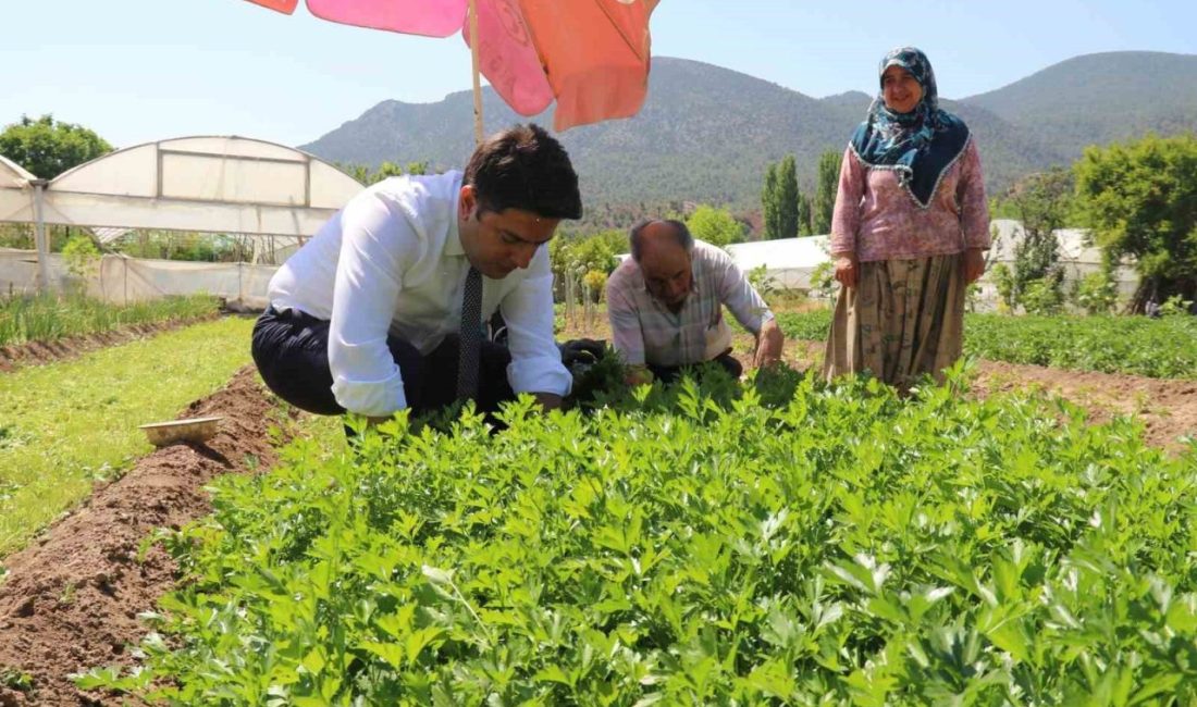 Sarıcakaya Kaymakamı kolları sıvayıp hasat için tarlaya girdi Eskişehir’in en bereketli topraklarına sahip Sarıcakaya ilçesinin Kaymakamı Tarık Orhan,