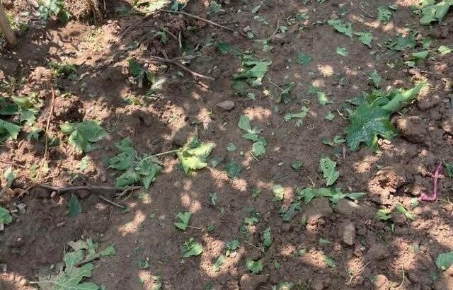 Sarıgöl’de dolu ve fırtına korkuttu Manisa’nın Sarıgöl ilçesinde dün akşam saatlerinde etkili olan fırtına ve