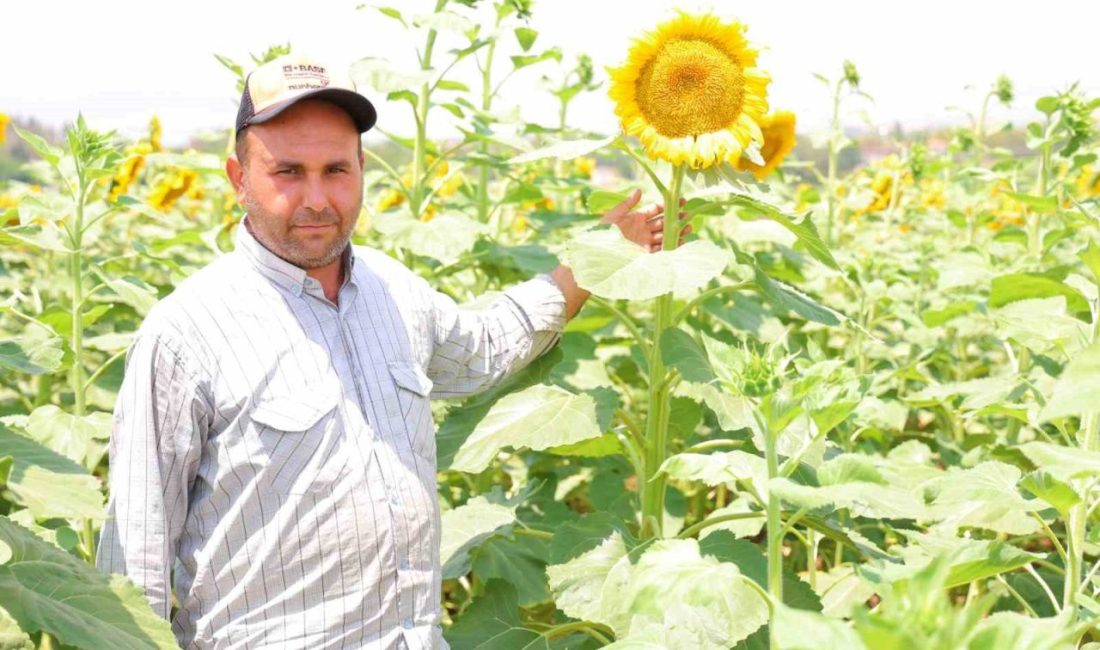 Kahramanmaraş’ta açan ayçiçekleri, doğaseverler ve fotoğraf tutkunları için görsel bir