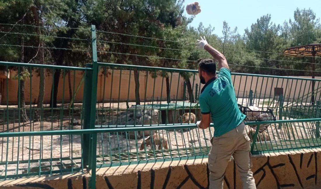 Gaziantep’te Doğal Yaşam Parkı’nda bulunan bozayılara, aslan ve kaplanlara sıcak