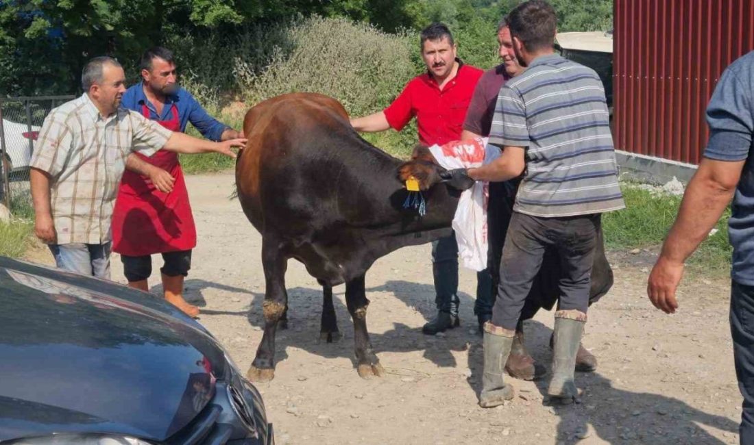 Sinop’ta kurbanlık kaçtı, köyde kısa süreli panik yaşandı Sinop’ta kurban kesimi sırasında kaçan büyükbaş hayvan, kısa süreli panik