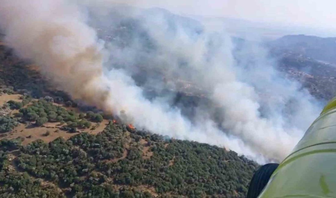 Aydın’ın Söke ilçesinde yerleşim yerlerine yakın bölgedeki zeytinlik alanda çıkan