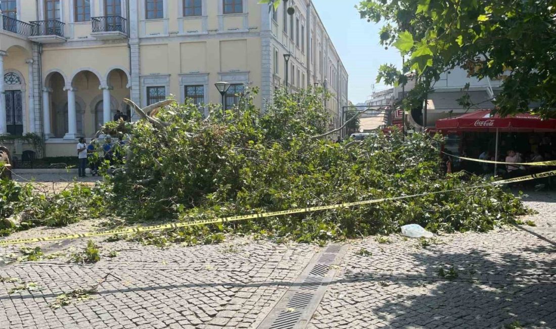 İzmir Konak Meydanı’nda tarihi Kemeraltı Çarşısı girişinde bulunan asırlık çınar