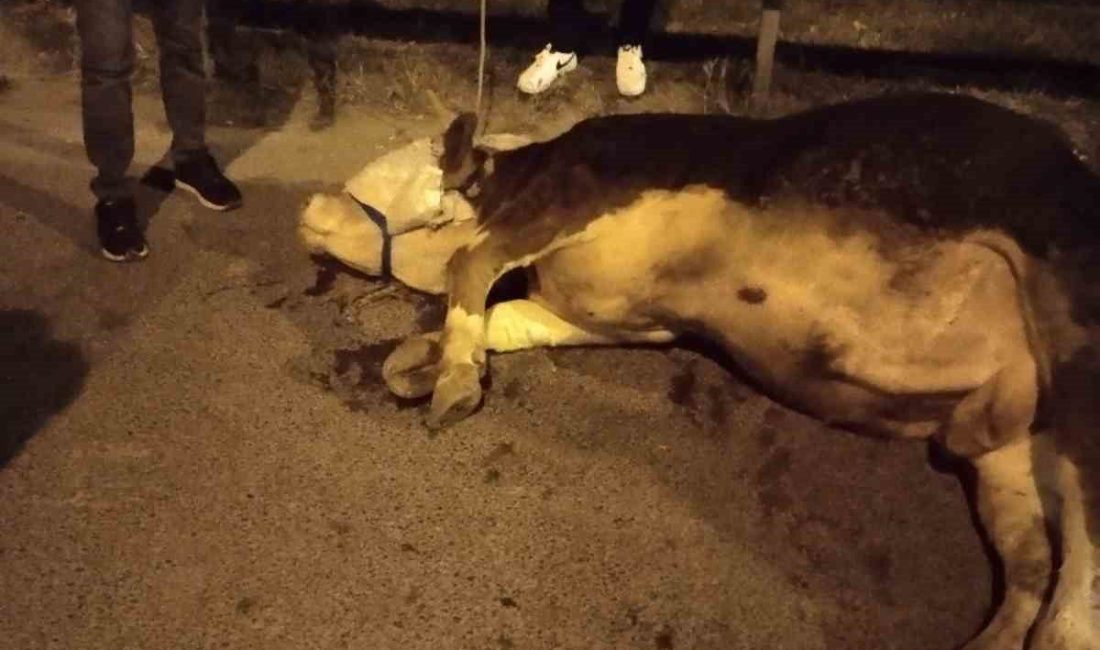 Ümraniye’de kamyonetten yola atlayan kurbanlık dananın ayağı kırıldı Ümraniye’de seyir halindeki kamyonetten ipini kopararak yola atlayan kurbanlık dananın