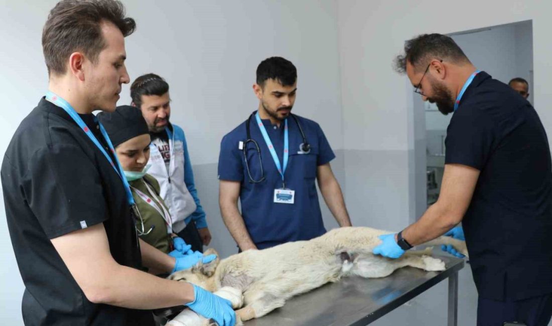 Üniversite desteğiyle en az 200 sokak köpeği kısırlaştırıldı Birçok şehirde başıboş sokak köpeklerine yönelik çözüm üretilemezken Sivas’ta çok
