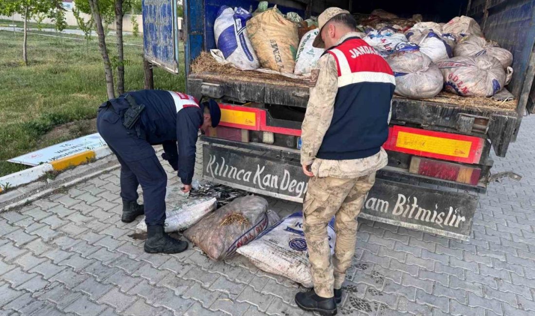 Van’da 19 ton 200 kilo inci kefali balığı ele geçirildi Van’ın Muradiye ilçesinde jandarma ekiplerince yürütülen çalışmalar sırasında kaçak avlanmış