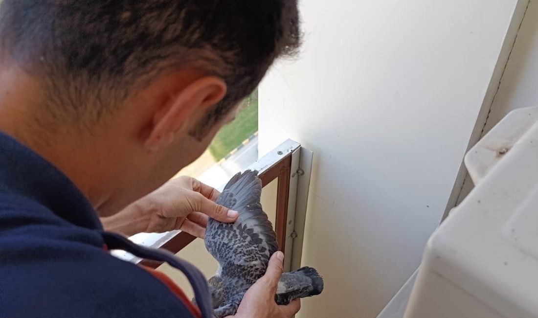 Yavru güvercinlere hayat kurtaran müdahale Hatay’da bir evin balkon korkuluklarında mahsur kalan yavru güvercinleri itfaiye