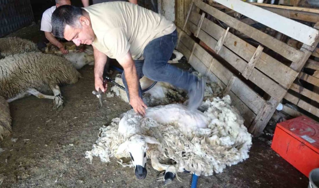 Yozgat’ta havaların ısınmasıyla birlikte koyun kırkma sezonu başladı. Hayvancılıkla geçimini
