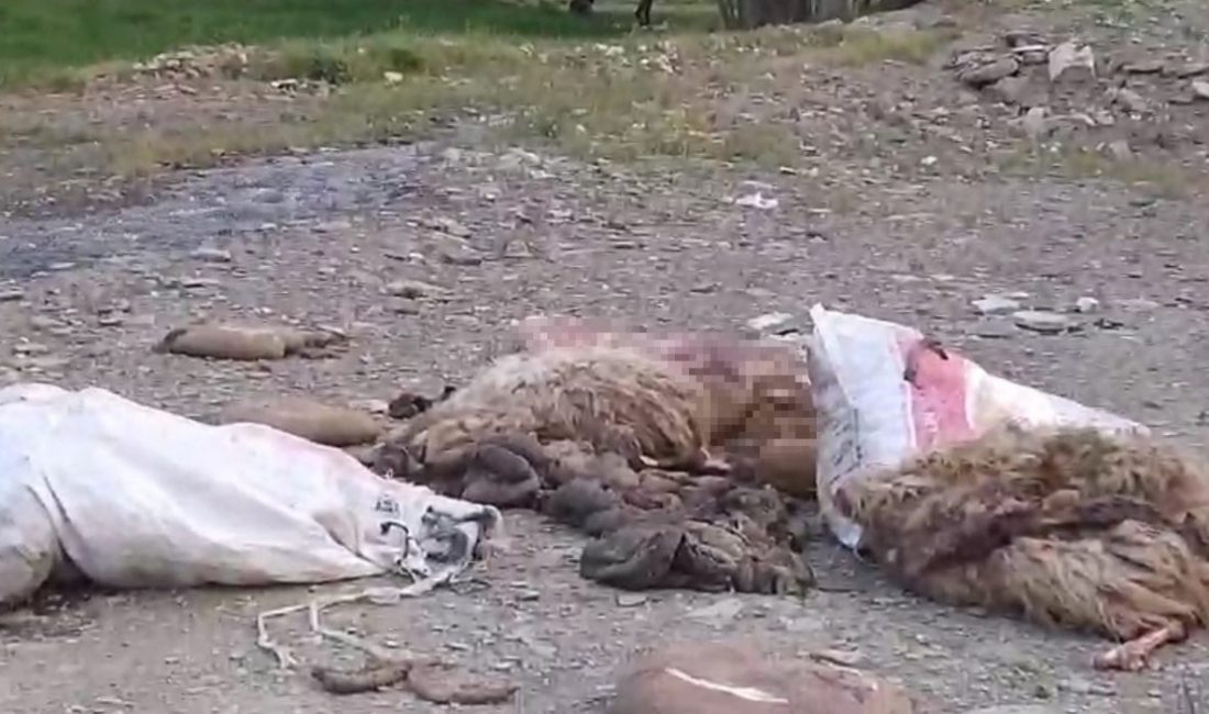 Yüksekova’da sakatatların yol kenarına atılmasına tepki HAKKARİ (İHA) – Hakkari’nin Yüksekova ilçesine bağlı Kalemli ve Adaklı